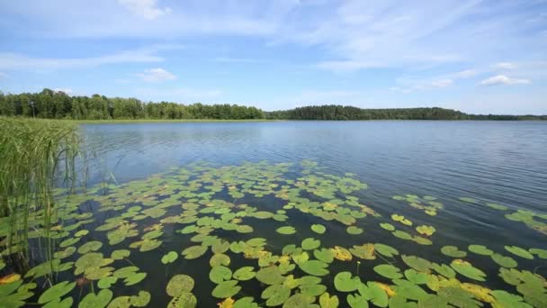 Piękny krajobraz jeziora latem - Materiał filmowy, wideo