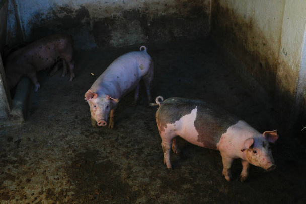 Свинья на ферме. Размножающиеся поросята выглядят любопытно, смотрят в камеру. Маленький поросенок на складе. Млекопитающие ждут сигнала. Свинья выращивается для потребления свинины и торговли бизнесом. (Sus scrofa domesticus) - Фото, изображение