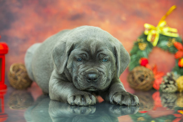 cane corso puppy close up - Фото, изображение