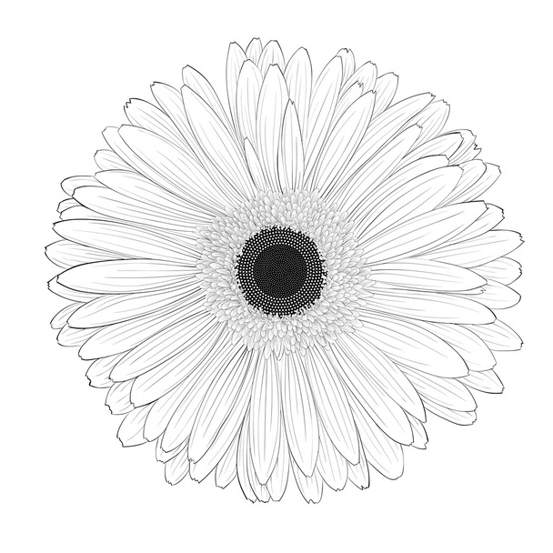 belle fleur de gerbera monochrome, noire et blanche isolée
. - Vecteur, image