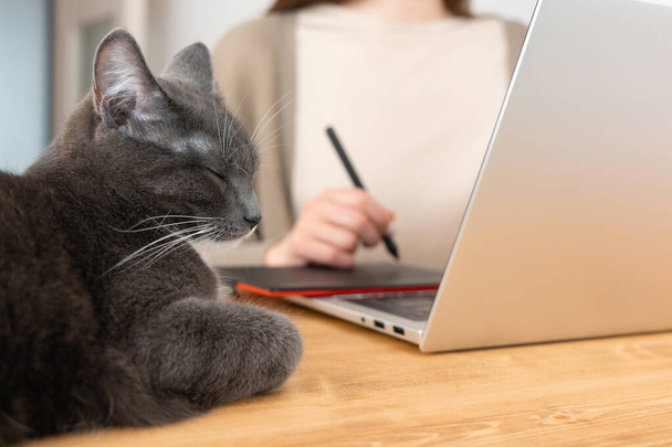 Gri kedi tahta masada uyurken bej tişörtlü kadın grafik tabletine resim çiziyor. Millennial Freelancer merkez ofisten çalışıyor. Evcil hayvana seçici odaklanma. - Fotoğraf, Görsel