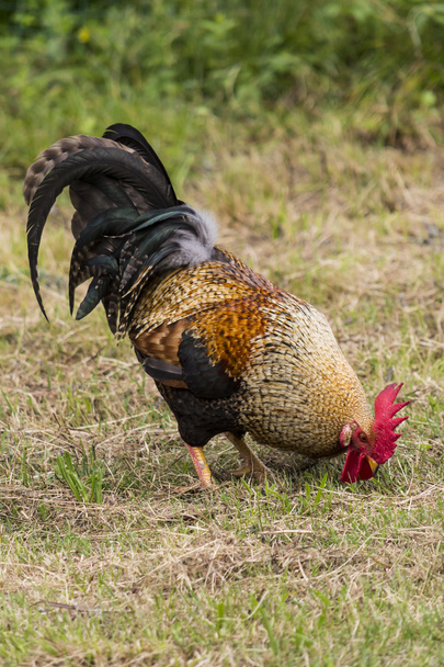 rooster - Photo, Image