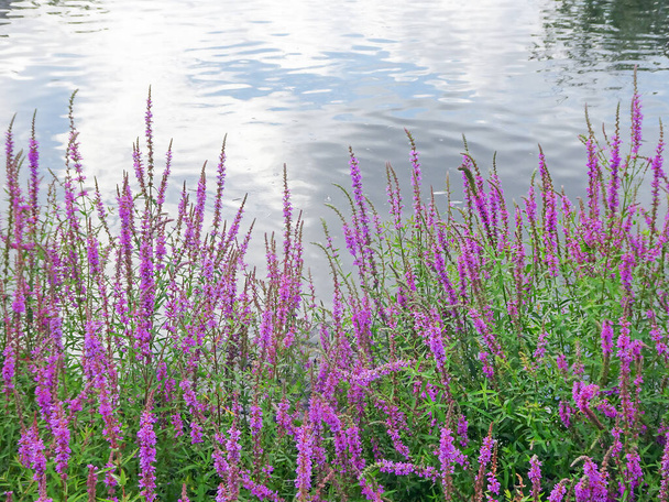 Fleurs lilas roses Pourpre salicaire Lythrum salicaria au bord de l'étang avec réflexion des nuages, espace de copie. Photo de haute qualité - Photo, image