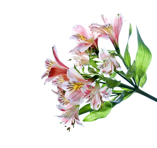 Kukkakimppu alstroemeria
 - Valokuva, kuva