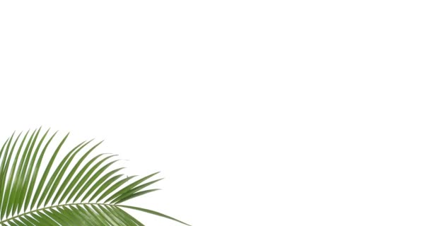 Tropical palm leaf on white background - Felvétel, videó