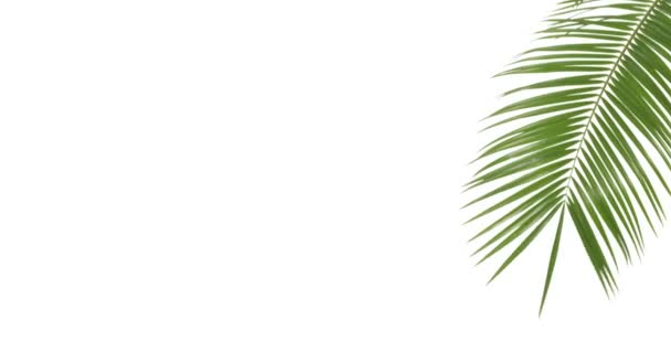 Tropical palm leaf on white background - Felvétel, videó