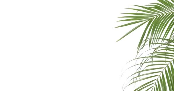 Tropical palm leaves on white background - Video