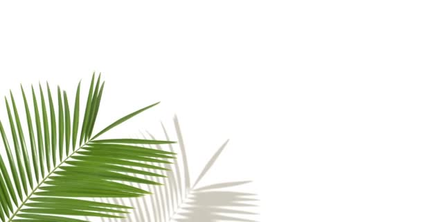 Beyaz arkaplanda tropik palmiye yaprağı - Video, Çekim