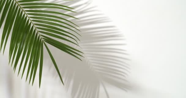 Hoja de palma tropical sobre fondo blanco - Imágenes, Vídeo