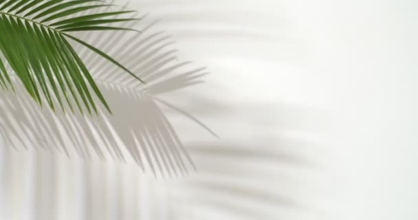 Tropical palm leaf on white background - Video