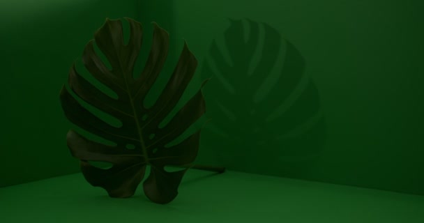 Green tropical leaf on color background - Кадры, видео