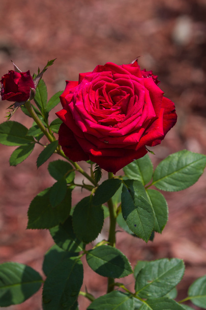 Rosa roja arbusto
 - Foto, Imagen