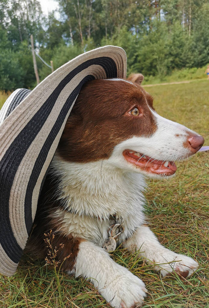 Een bruin-wit Welsh corgi vest ligt in een gestreepte hoed op het gras op een zonnige zomerdag. - Foto, afbeelding