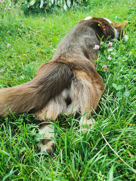Eine braun-weiße walisische Corgi-Strickjacke liegt an einem warmen Sommertag auf dem Rasen. Blick von der Seite des flauschigen Schwanzes. - Foto, Bild