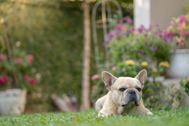 A closeup of a fawn French bulldog lying on the grass. - Photo, image