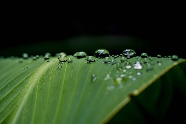 A closeup of water droplets on a green leaf - Foto, immagini