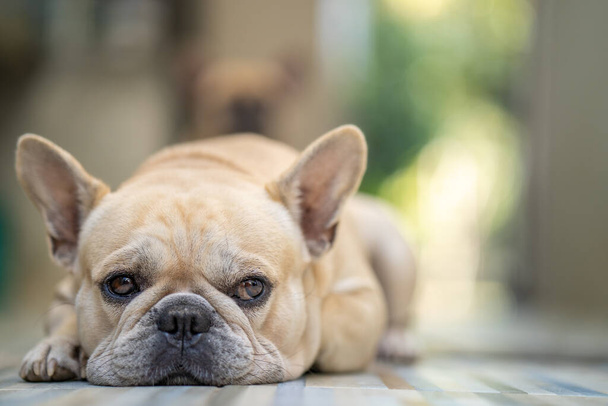 A closeup shot of an adorable french bulldog laying indoors - Zdjęcie, obraz