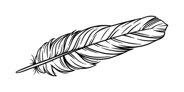 Bird feather for a quill. Handwriting feather isolated in white background. Vector illustration - Vecteur, image