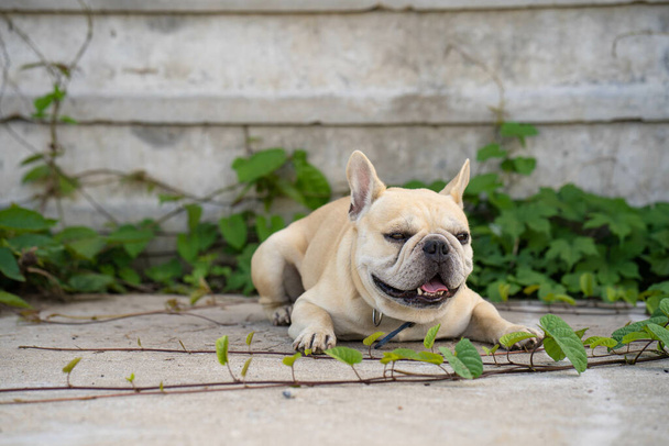 A closeup of a white French bulldog lying on the floor. - Photo, image