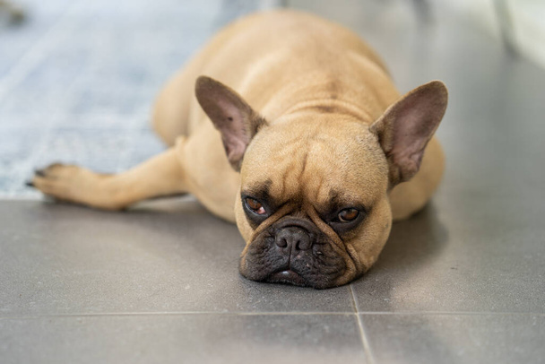 A cute white French bulldog lying on the floor - Foto, afbeelding