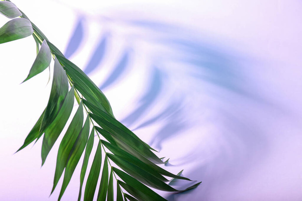 Hoja de palma tropical fresca sobre fondo de color, primer plano - Foto, Imagen