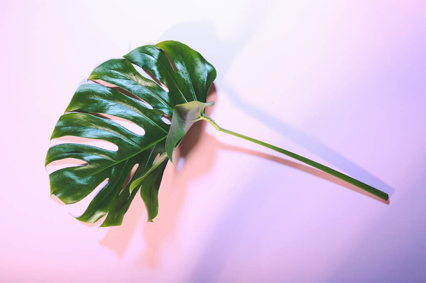 Fresh tropical palm leaf on color background - Fotó, kép