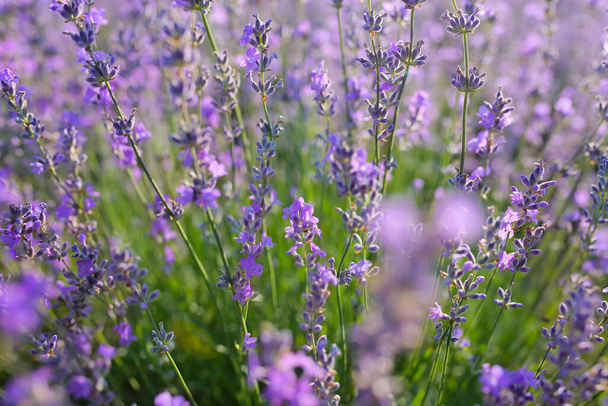 Beautiful lavender flowers in field, closeup - Foto, imagen