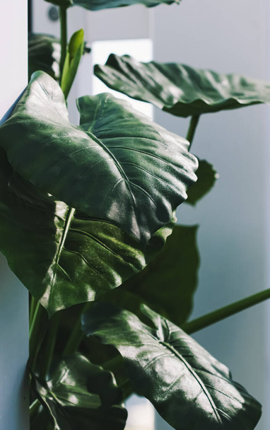 Πράσινα φύλλα, διακόσμηση φυτών σε μοντέρνο λευκό εσωτερικό - Φωτογραφία, εικόνα