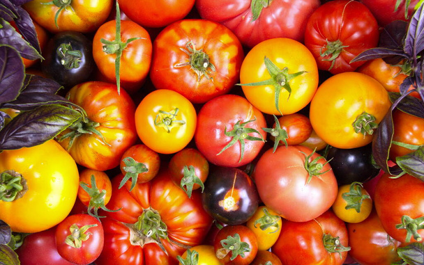 Escove tomates frescos de cores diferentes Close-up.Harvest da fazenda - Foto, Imagem