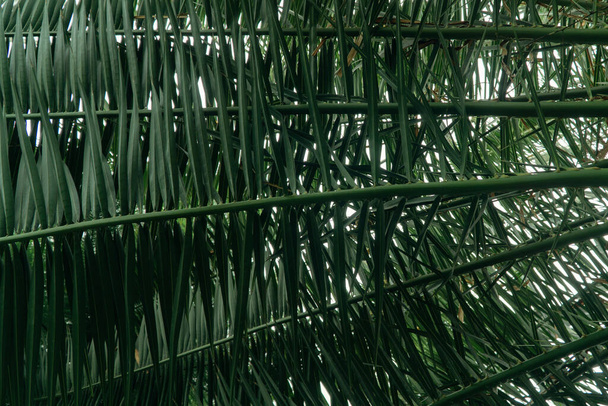 background of green palm leaves shot close-up. - Foto, afbeelding