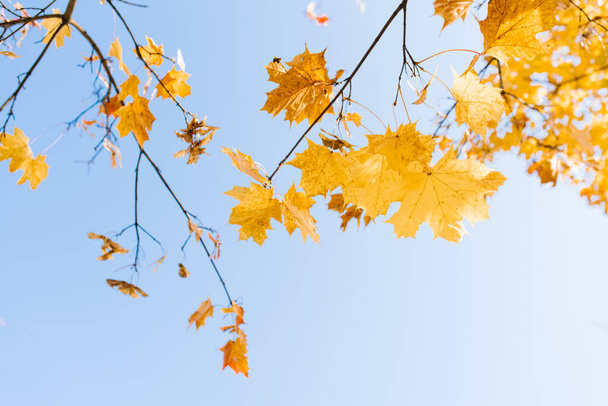 Yellow maple leaves on an autumn tree on a sunny day - Photo, Image