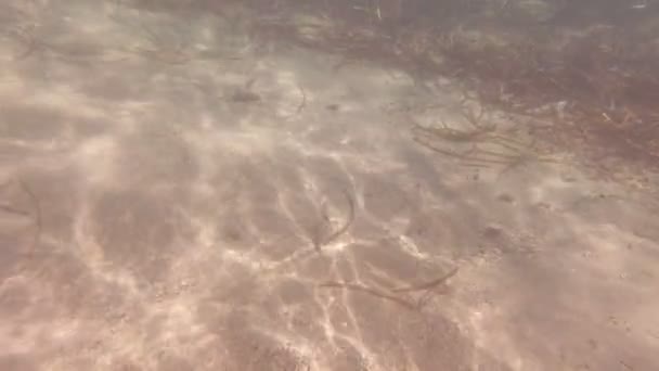 Забруднення риб у морі - Кадри, відео