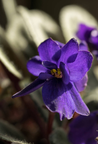 Flores lilás de violetas africanas. Planta em vaso - Foto, Imagem