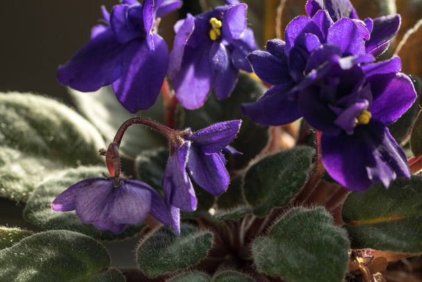 Fleurs de lilas de violettes africaines. Plante en pot - Photo, image