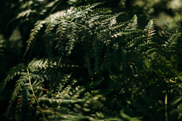 forest fern, macro shooting, soft focus background - Zdjęcie, obraz