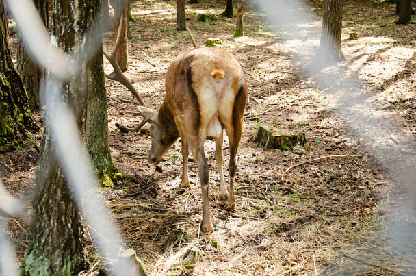 Мягкий фокус самца красный олень пасется в изоляции за сеткой забора. олень повернул свою задницу к посетителям парка. животное в неволе. животная жизнь в заповедниках - Фото, изображение