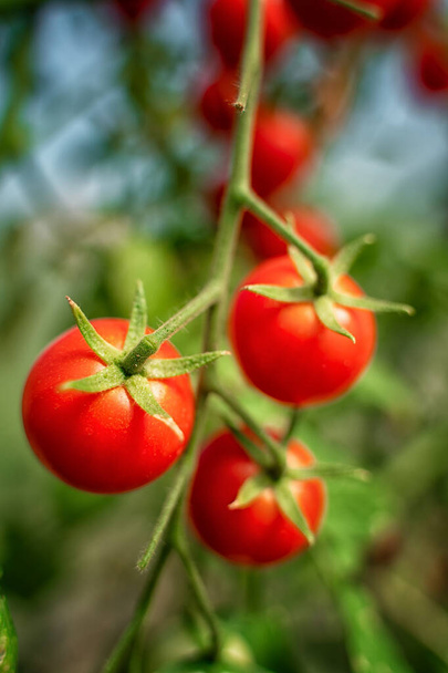 Tomates cereja em um ramo no jardim - Foto, Imagem