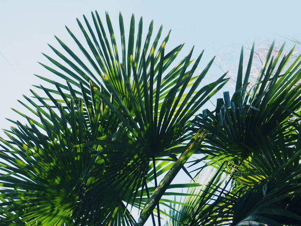 Close-up of palm leaves, tropical banners, background for design - Valokuva, kuva