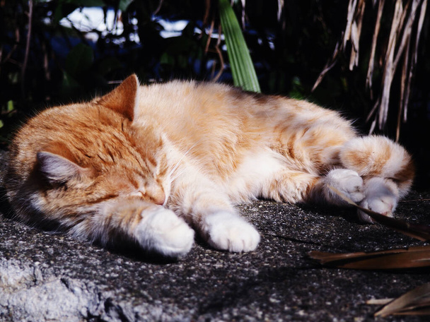 ヤシの木の下のコンクリートの上に赤い毛の猫、野良猫 - 写真・画像