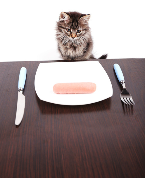 Cute kitten with delicious sausage on plate, isolated on white  - Valokuva, kuva