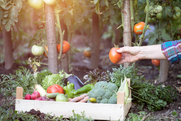 Hands harvesting fresh organic tomatoes in the garden. Gardening concept - Photo, image