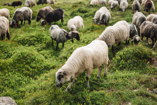 Sheeps in a meadow on green grass. Flock of sheep grazing in a hill. European mountains traditional shepherding in high-altitude fields, beautiful nature - 写真・画像