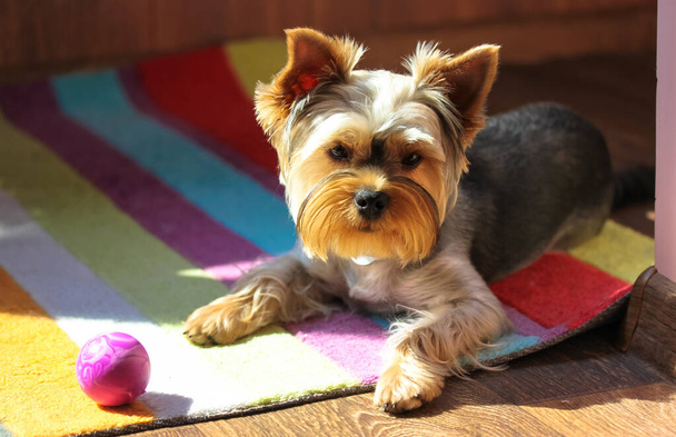 Кумедна коричнева собака Йоркшир-тер'єр грає з пурпуровим м'ячем, лежачи на багатокольоровому смугастому килимі вдома. Кишенькі іграшки. Миле здорове цуценя в приміщенні. Походження сосни. Собачий ігровий настрій.  - Фото, зображення