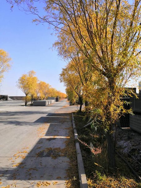 осінній пейзаж з деревами і листям
 - Фото, зображення
