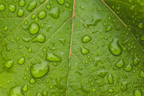 крупным планом снимок капель росы на зеленом листе. - Фото, изображение