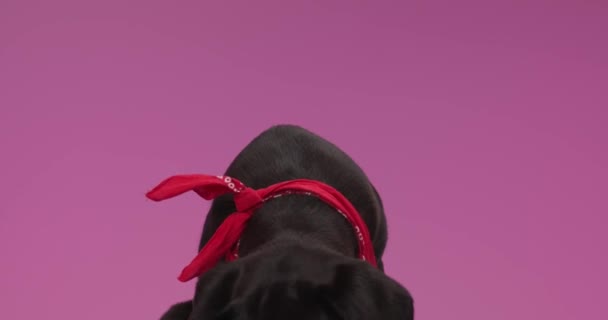 krásný mastif pes vzhlíží při nošení červeného šátku, lapání po dechu a vystrkování jazyka, zvědavě čenichání a zvědavost ve studiu na růžovém pozadí - Záběry, video