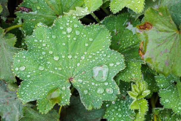 Closeup de flores Mantle (Alchemilla propinqua) em gotas de água após a chuva. Manto de senhora - planta ornamental de jardim perene. Foco seletivo. - Foto, Imagem