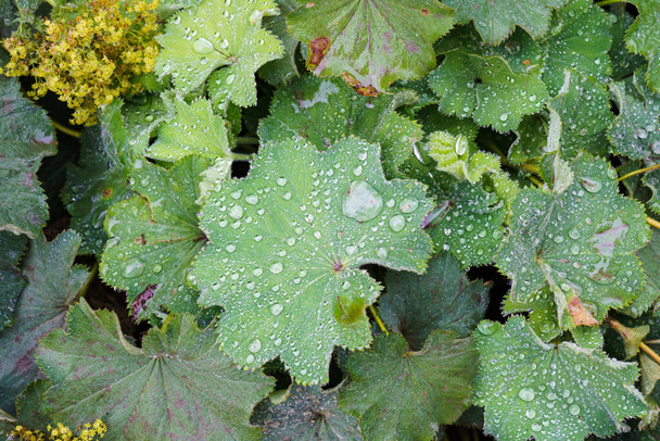 Closeup of Mantle flowers (Alchemilla propinqua) in water drops after rain. Lady's-mantle - perennial garden ornamental plant. Selective focus. - Photo, Image
