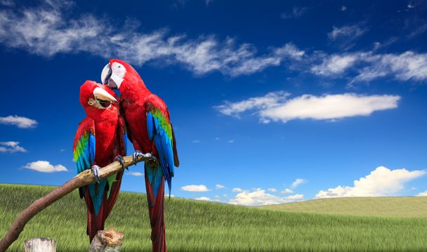 Le potrait de Blue & Gold Macaw
 - Photo, image