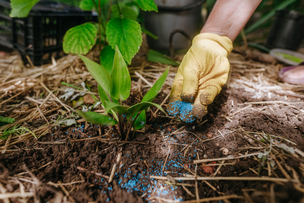 Le jardinier transplante les semis d'un pot de fleurs dans le sol. Ajout d'engrais lors de la plantation. - Photo, image